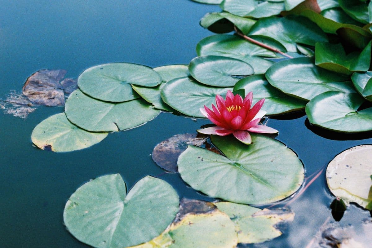 Hindu Upanishads